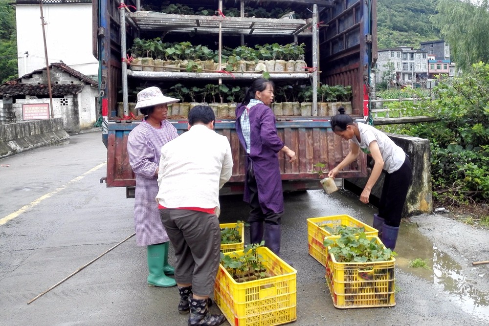 广西东兰县山区开启葡萄智能化产业扶贫生产示范