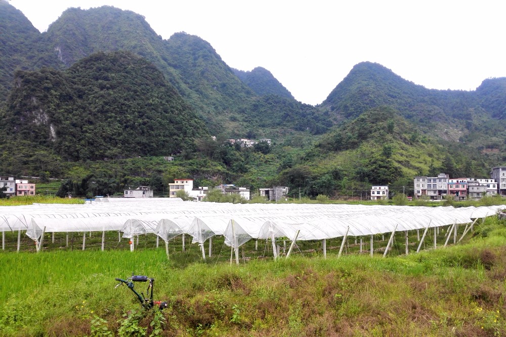 广西东兰县山区开启葡萄智能化产业扶贫生产示范