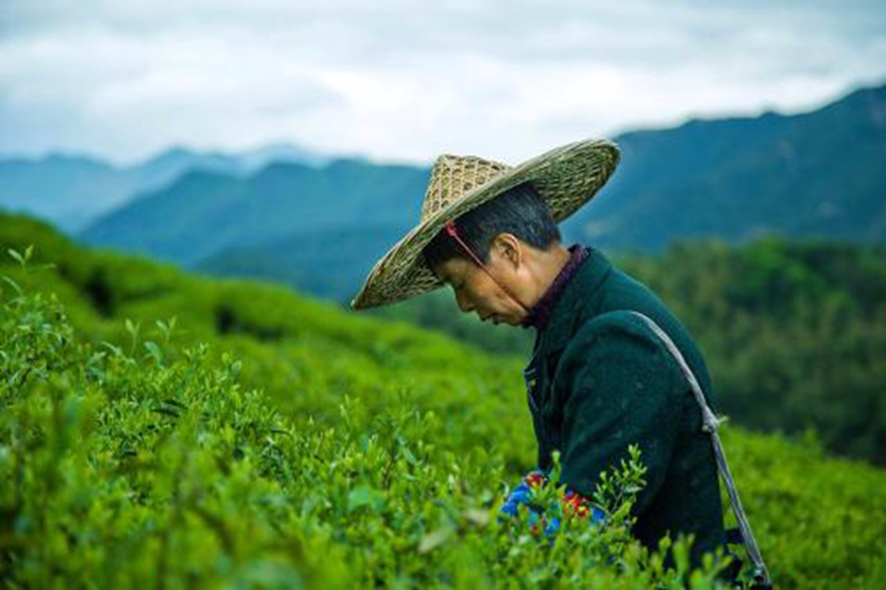 智慧农业布局湘西，助力实现精准脱贫