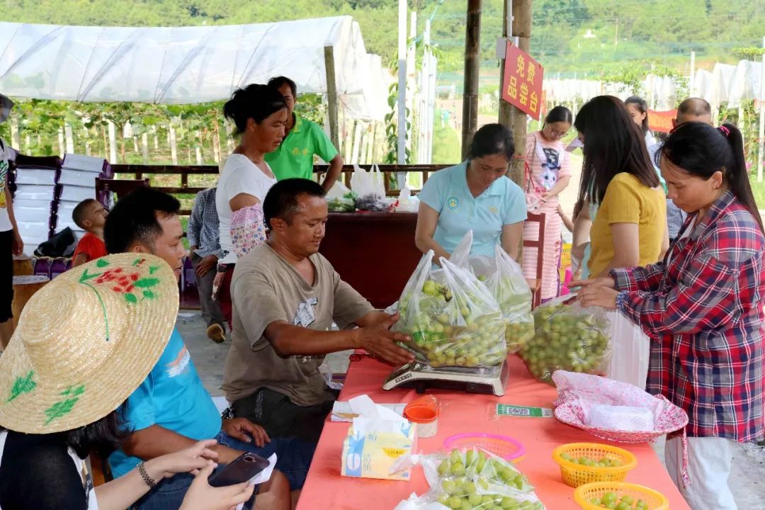 欧博代理平台罗索西丝智力葡萄管家扶贫示范基地——东兰县山区阳光玫瑰葡萄园第一季果成熟采摘！